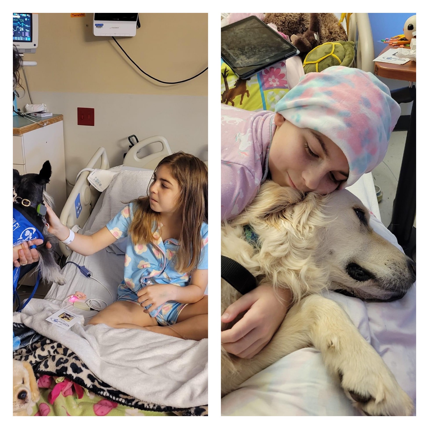 Two photos of Olivia in the hospital cuddling with two support dogs